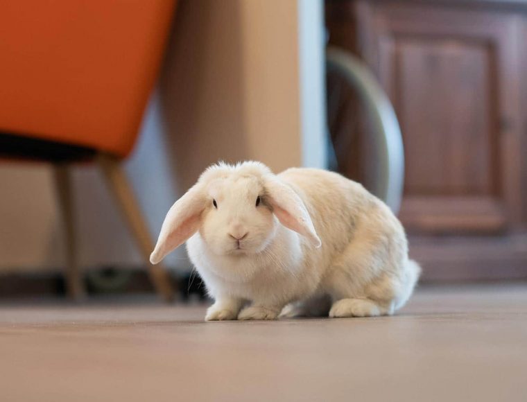 Lapin dans salon